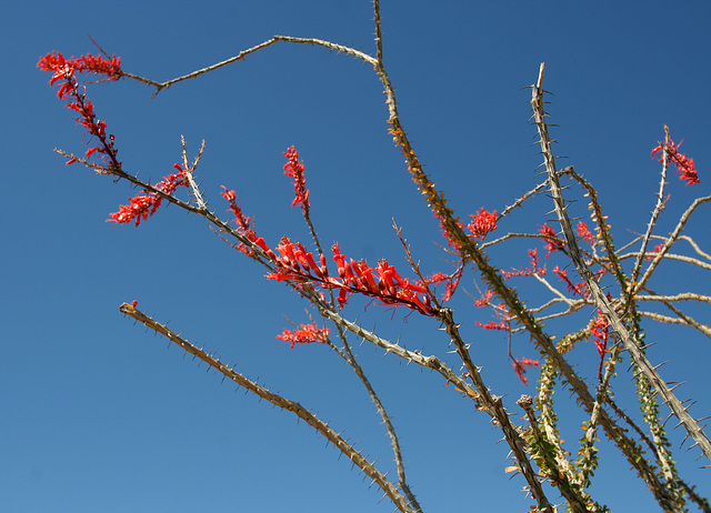 Ocotillo (0114)