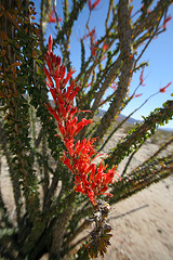 Ocotillo (0115)