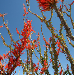 Ocotillo (0116)