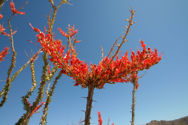 Ocotillo (0117)