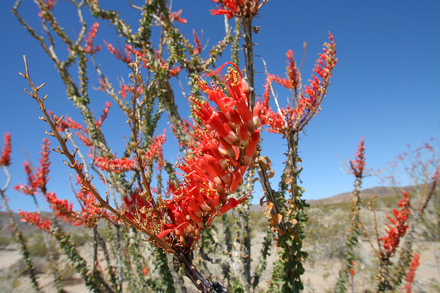 Ocotillo (0118)