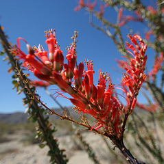 Ocotillo (0119)