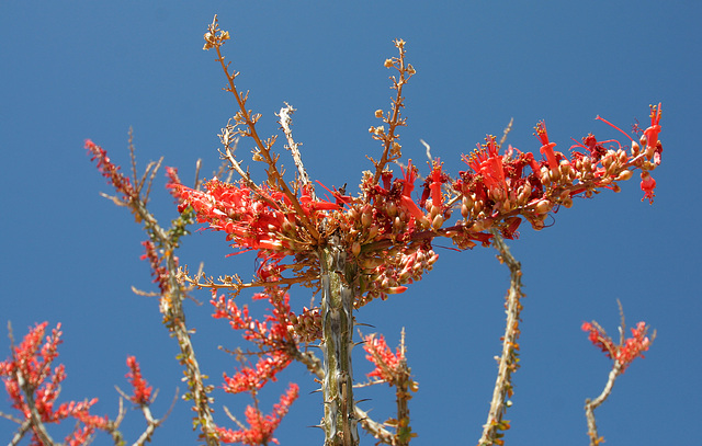 Ocotillo (0120)