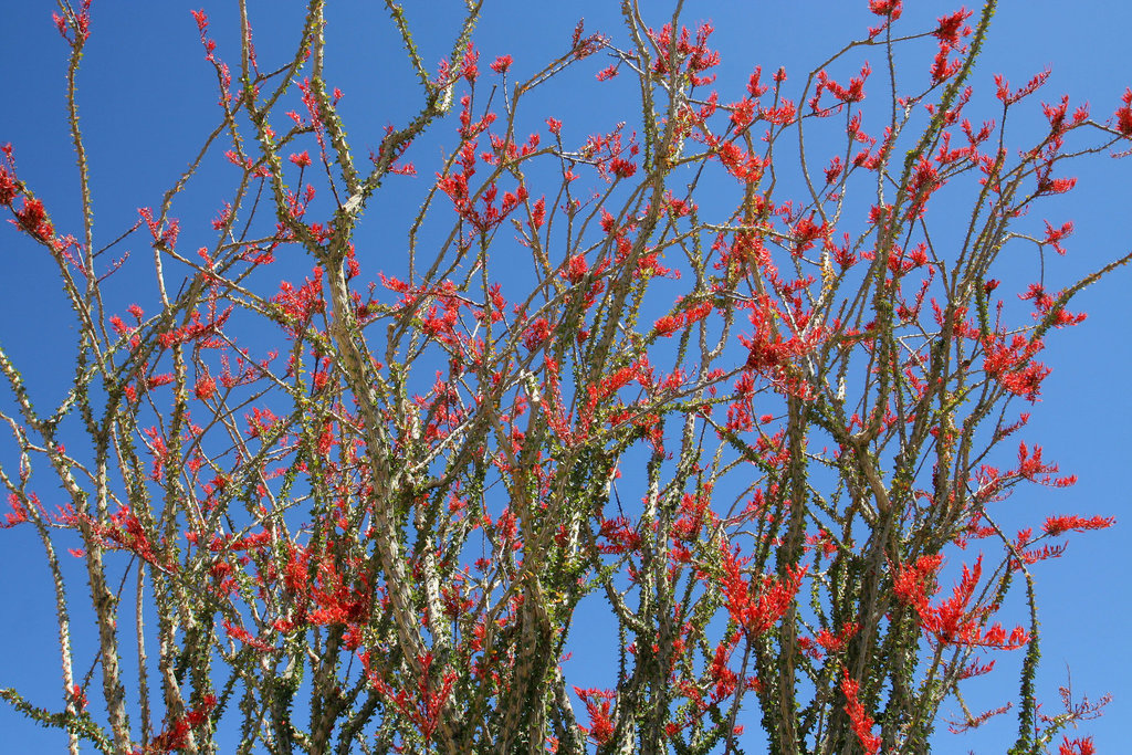 Ocotillo (0121)