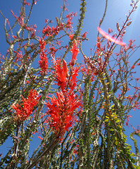 Ocotillo (0122)