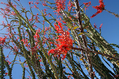 Ocotillo (0123)