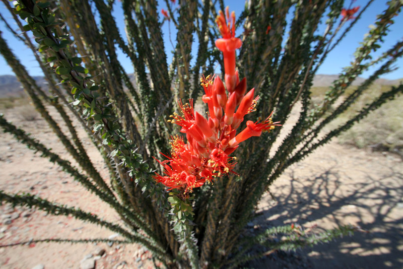 Ocotillo (0124)