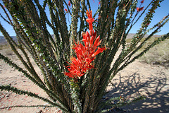 Ocotillo (0125)