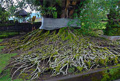 Sacred tree in Pura Ulun Danu Bratan
