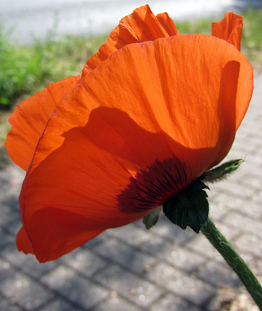 Mohn zum letzten ...