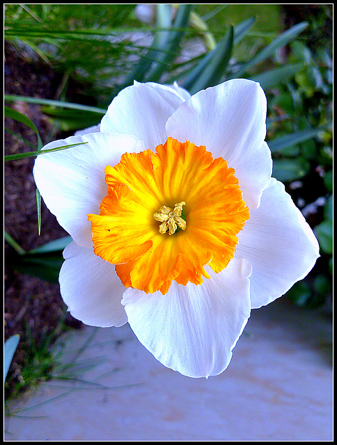 Narciso.