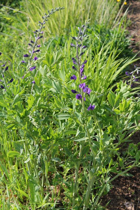Baptisia australis