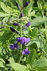 Baptisia australis