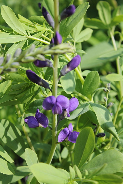 Baptisia australis