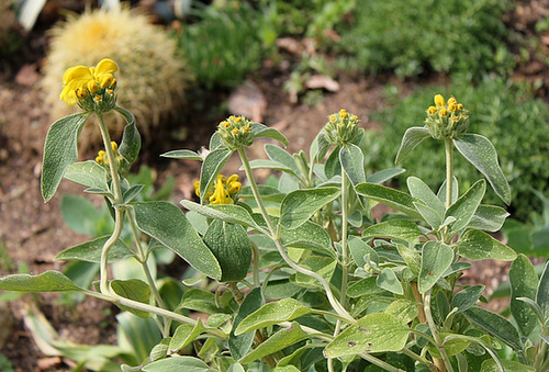 Phlomis fruticosa