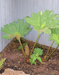 Gunnera-le laboratoire