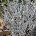 Helichrysum
