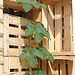 Houblon-