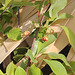 Schisandra rubriflora