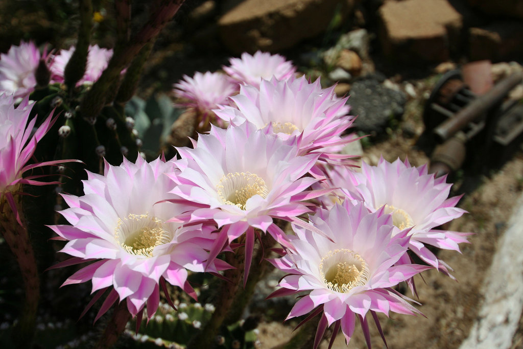 Cacti at Cabot's (9994)