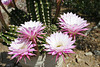 Cacti at Cabot's (9995)