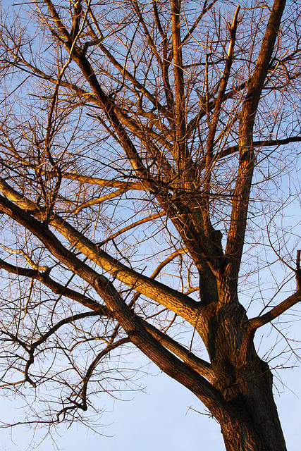 20110207 9763RAw [D~LIP] Baum, Abendsonne, UWZ, Bad Salzuflen