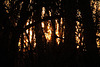 20110207 9762RAw [D~LIP] Wald, Abendsonne, UWZ, Bad Salzuflen