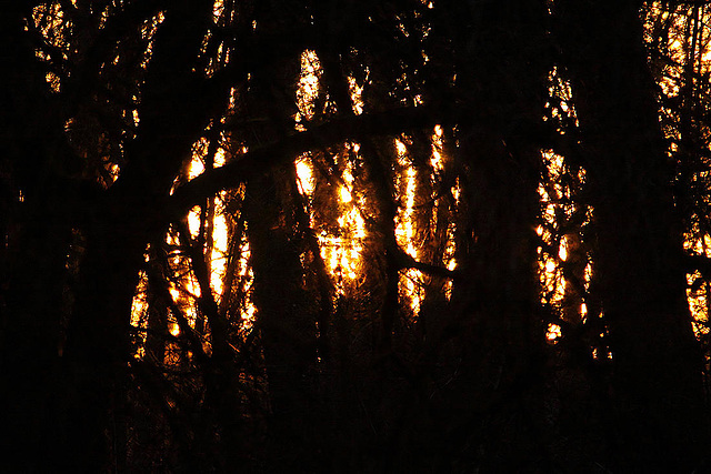 20110207 9762RAw [D~LIP] Wald, Abendsonne, UWZ, Bad Salzuflen