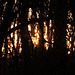20110207 9762RAw [D~LIP] Wald, Abendsonne, UWZ, Bad Salzuflen