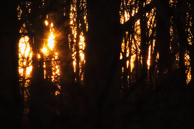 20110207 9761RAw [D~LIP] Wald, Abendsonne, UWZ, Bad Salzuflen