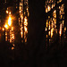 20110207 9761RAw [D~LIP] Wald, Abendsonne, UWZ, Bad Salzuflen