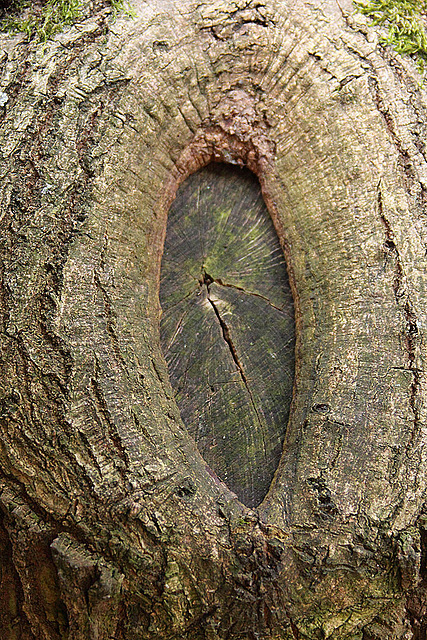 20110207 9753RAw [D~LIP] Baum-Auge, UWZ, Bad Salzuflen