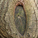 20110207 9753RAw [D~LIP] Baum-Auge, UWZ, Bad Salzuflen