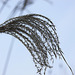 20110207 9751RAw [D~LIP] Schilfrohr (Phragmites australis), UWZ, Bad Salzuflen