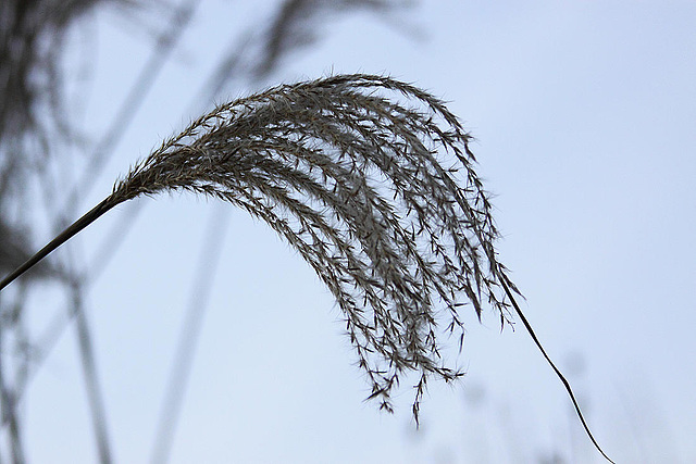 20110207 9750RAw [D~LIP] Schilfrohr (Phragmites australis), UWZ, Bad Salzuflen