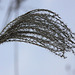 20110207 9749RAw [D~LIP] Schilfrohr (Phragmites australis), UWZ, Bad Salzuflen