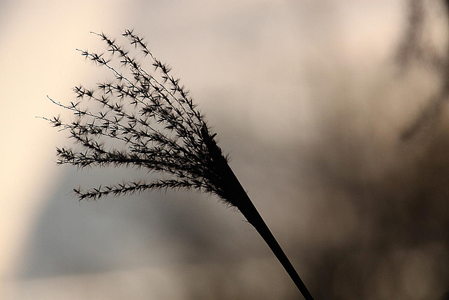 20110207 9748RAw [D~LIP] Schilfrohr (Phragmites australis), UWZ, Bad Salzuflen