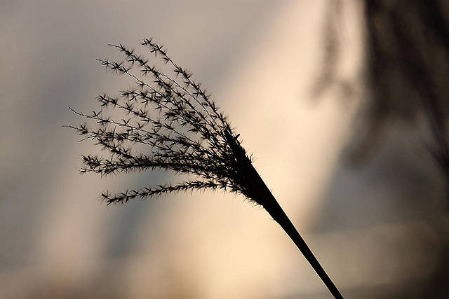 20110207 9747RAw [D~LIP] Schilfrohr (Phragmites australis), UWZ, Bad Salzuflen