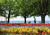 Am Bodensee