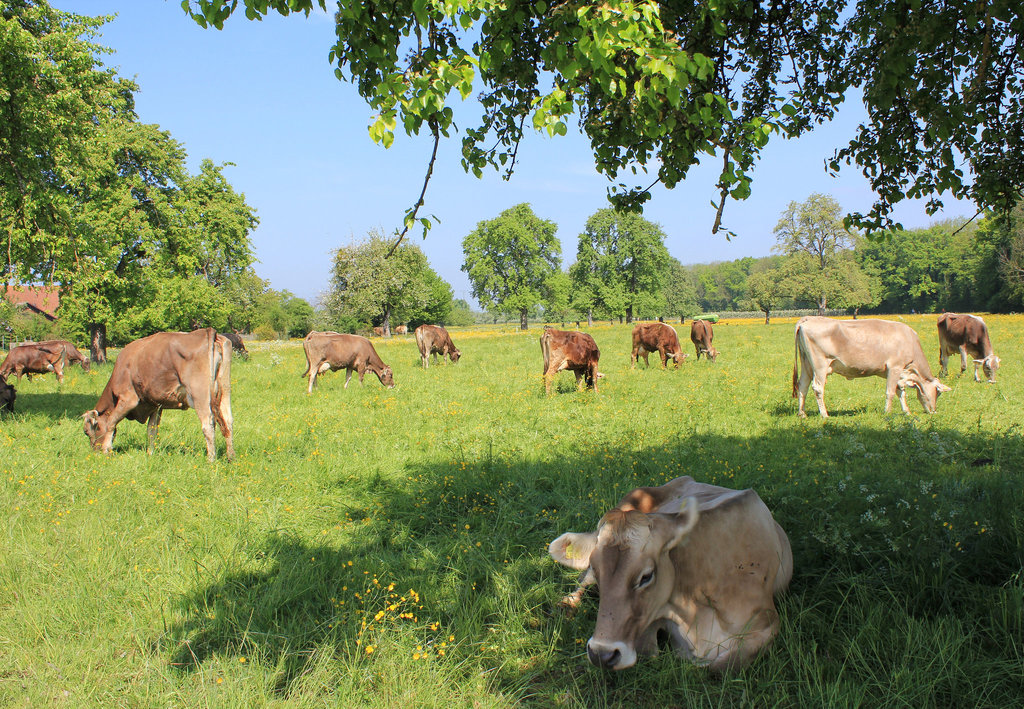Kuhweide am Bodensee