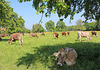 Kuhweide am Bodensee