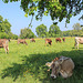 Kuhweide am Bodensee