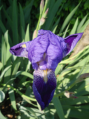 jardin parents P4251342