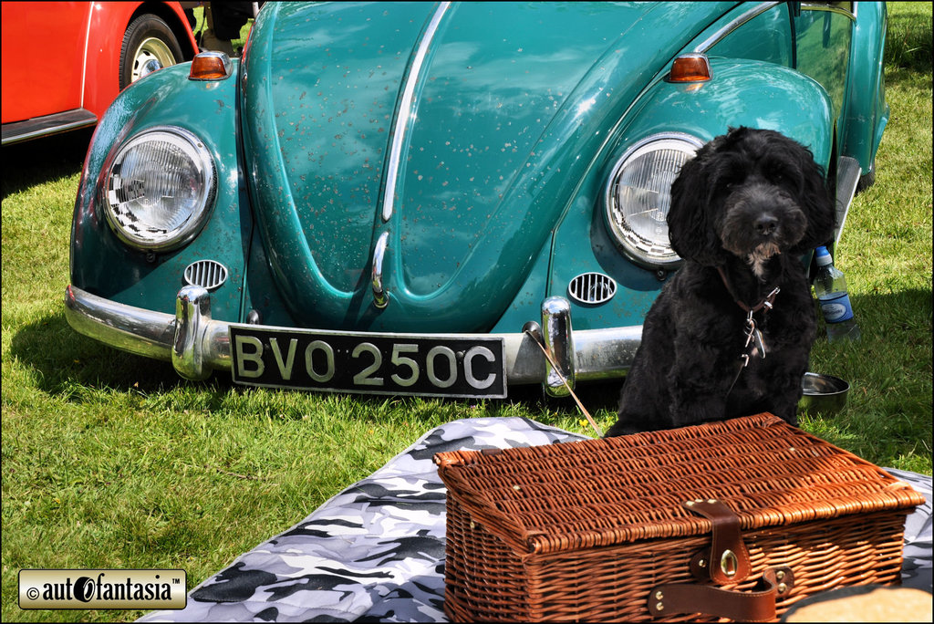 Dogs At Car Shows