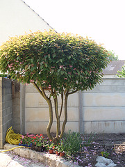 jardin parents P4251345