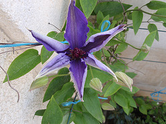 jardin parents P4251353