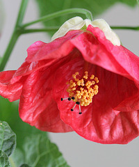 abutilon 9