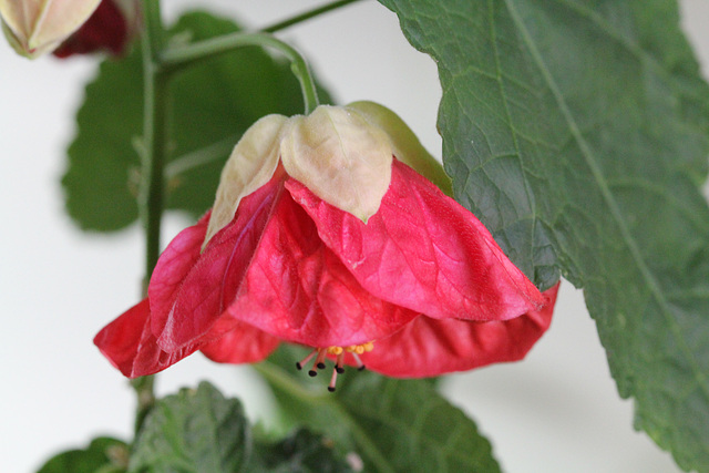 Abutilon 4