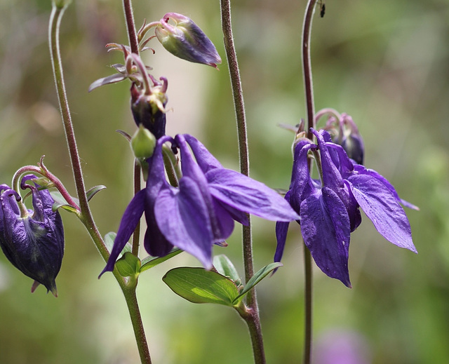 Aquilegia vulgaris