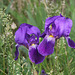 Iris germanica